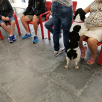 El programa de Intervención con animales (IA) del Creap