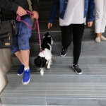 El programa de Intervención con animales (IA) del Creap