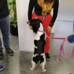 El programa de Intervención con animales (IA) del Creap