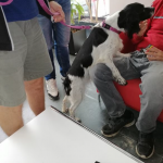 El programa de Intervención con animales (IA) del Creap