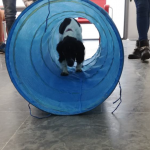 El programa de Intervención con animales (IA) del Creap